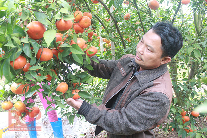 Lục Ngạn: Diện tích cam ngọt tăng hơn 700 ha