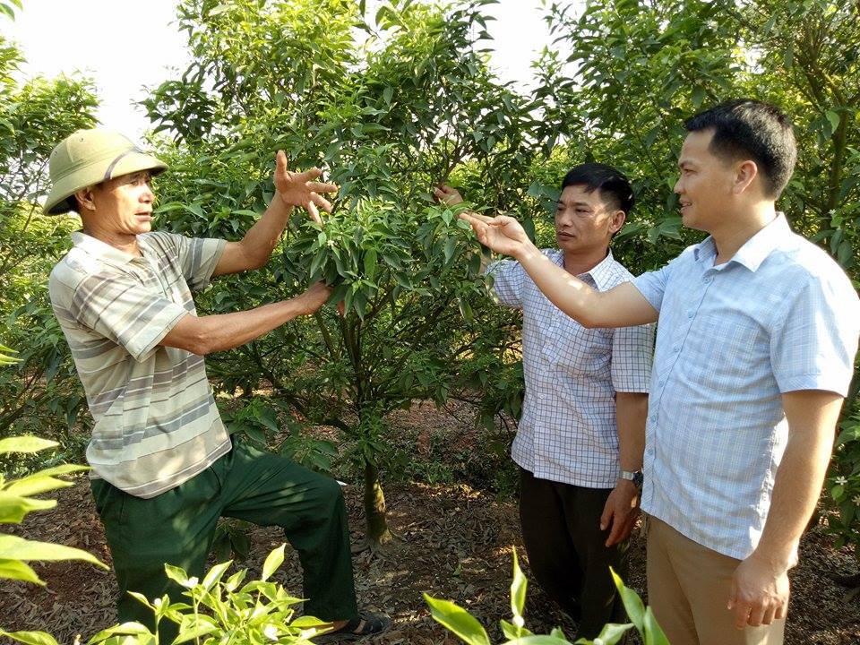 Sử dụng chế phẩm sinh học chăm sóc cây ăn quả ở Lục Ngạn