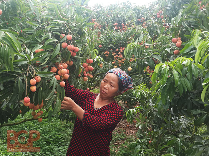 Phê duyệt Đề án vùng sản xuất cây ăn quả ứng dụng công nghệ cao xã Tân Mộc